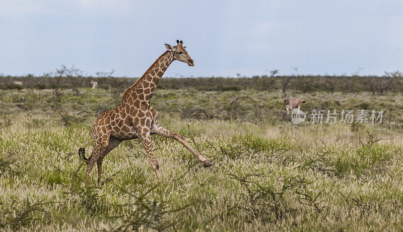 安哥拉长颈鹿，Etosha n.p.，纳米比亚，非洲